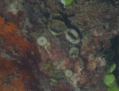 Palythoa mutuki
