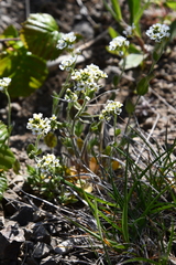 Draba
