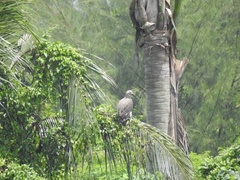 Haliaeetus ichthyaetus