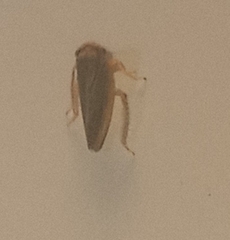 Cicadellidae