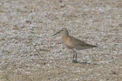 Calidris ferruginea
