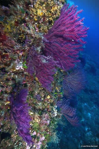 Violescent Sea-whip, photo 6 of 9