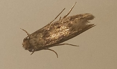 Tineidae