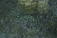 Cheilinus chlorourus