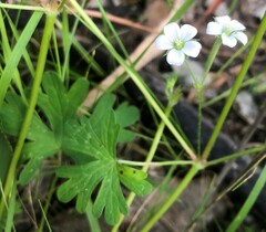 Geranium potentilloides