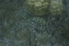 Cheilinus chlorourus