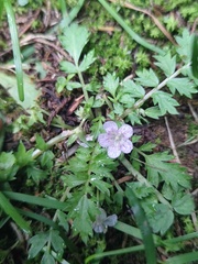 Phacelia platycarpa