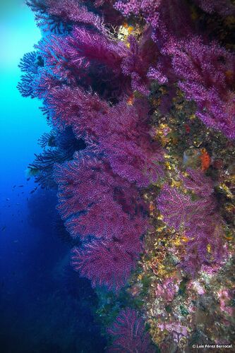 Violescent Sea-whip, photo 5 of 9