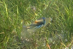 Rhinecanthus aculeatus