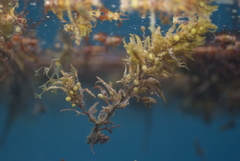 Sargassum