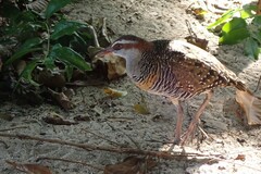 Gallirallus philippensis