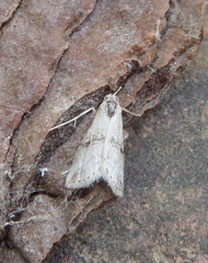 Zebeeba falsalis
