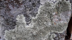 Lecanoromycetes
