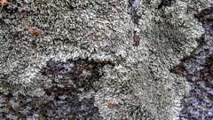 Lecanoromycetes