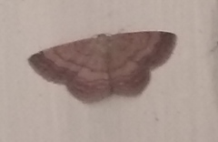 Scopula rubiginata