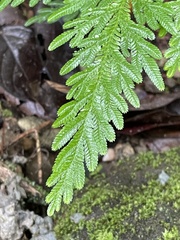 Selaginella
