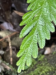 Selaginella