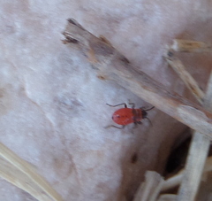 Lygaeoidea
