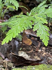 Selaginella