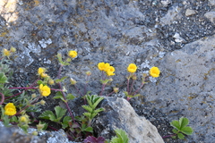 Potentilla stolonifera