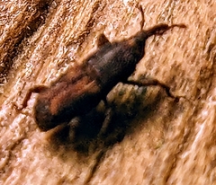 Sitophilus oryzae
