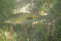 Lethrinus harak
