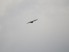 Nisaetus cirrhatus limnaeetus