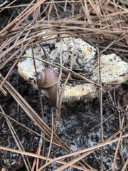 Amanita polypyramis