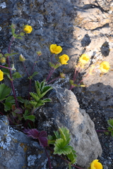 Potentilla stolonifera