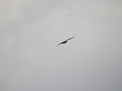 Nisaetus cirrhatus limnaeetus