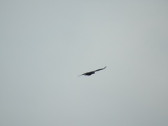 Nisaetus cirrhatus limnaeetus