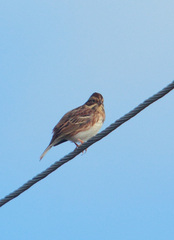 Emberiza rustica