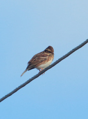 Emberiza rustica