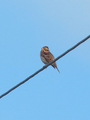 Emberiza rustica