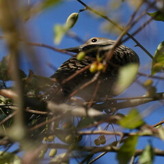 Colaptes auratus cafer