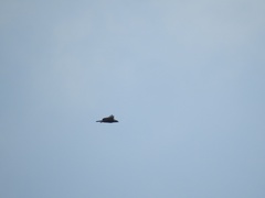 Nisaetus cirrhatus limnaeetus