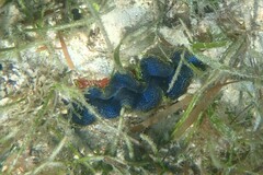 Tridacna crocea