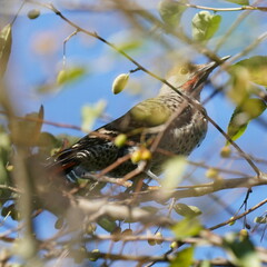 Colaptes auratus cafer