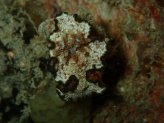 Glossodoris