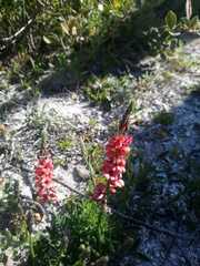 Indigofera heterophylla
