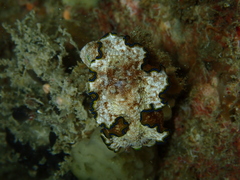 Glossodoris