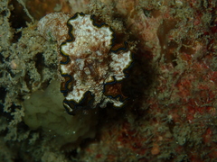 Glossodoris