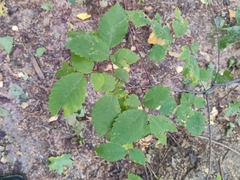 Ulmus glabra