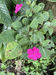 Impatiens walleriana
