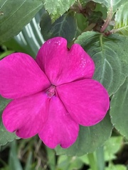 Impatiens walleriana