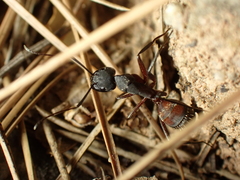 Camponotus cruentatus