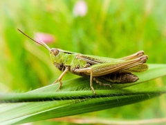 Chorthippus albomarginatus