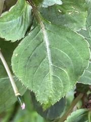 Impatiens walleriana