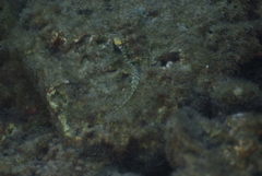Syngnathidae