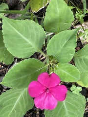 Impatiens walleriana